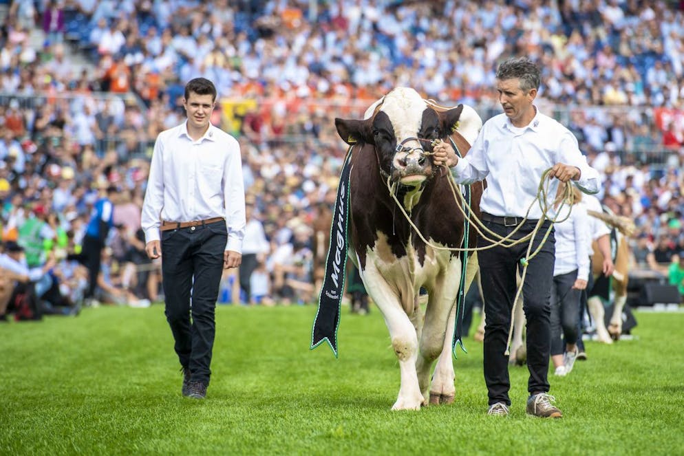 Die besten Bilder des Eidgenössischen. Siegermuni Magnus wird präsentiert.