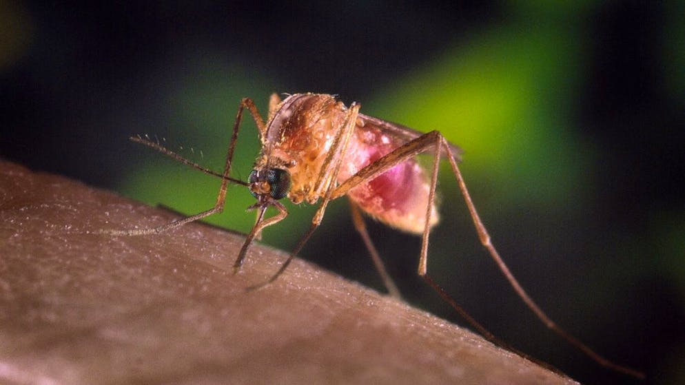 Nessun rischio per la popolazione. Rilevato il primo caso di West Nile Virus autoctono in Ticino