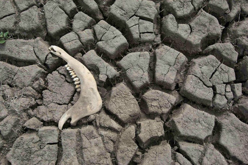 epa01619371 A jawbone of a dead animal is seen on a dry creek bed in San Miguel del Monte, 100 km south of Buenos Aires, Argentina, January 28, 2009. Argentina is facing the worst drought since 50 years and its agricultural production is threatened, more than 600,000 animals have died. EPA/Cezaro De Luca