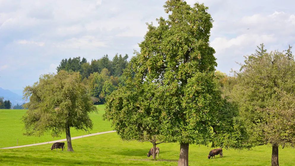 Klima retten. «Jeder Baum filtert jährlich Tonnen Schadstoffe aus der Luft»