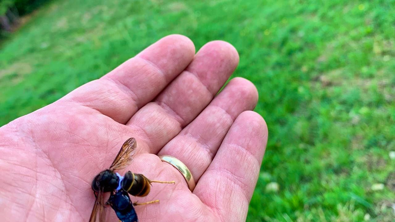 Insekten. Erstes Nest Der Asiatischen Hornisse In Baselland Gefunden.