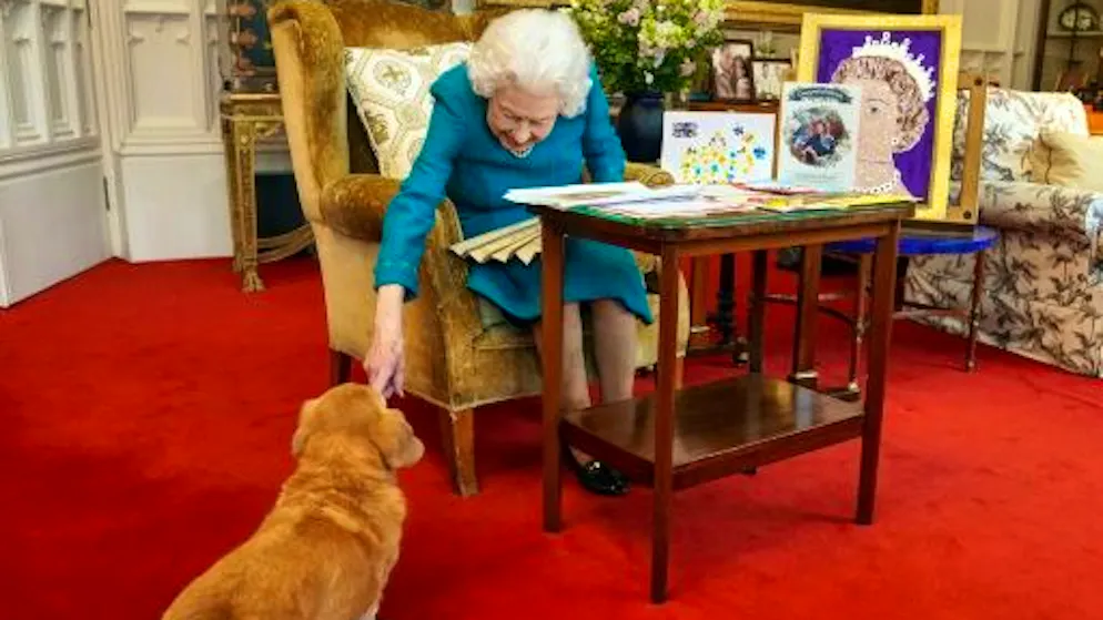Fin du suspense. Les corgis d'Elizabeth II ont été adoptés par le prince Andrew