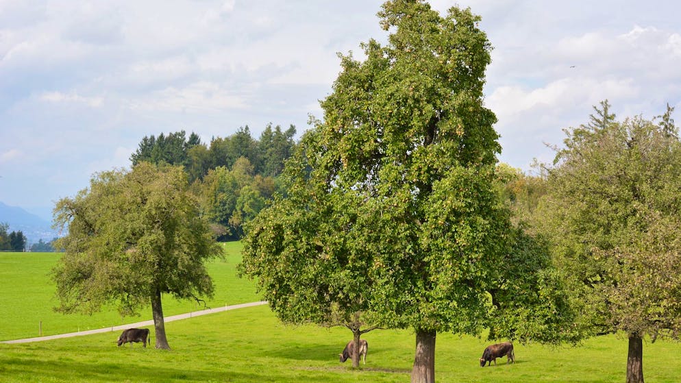 Salvare il clima. «Ogni albero filtra tonnellate di sostanze inquinanti dall’aria ogni anno»