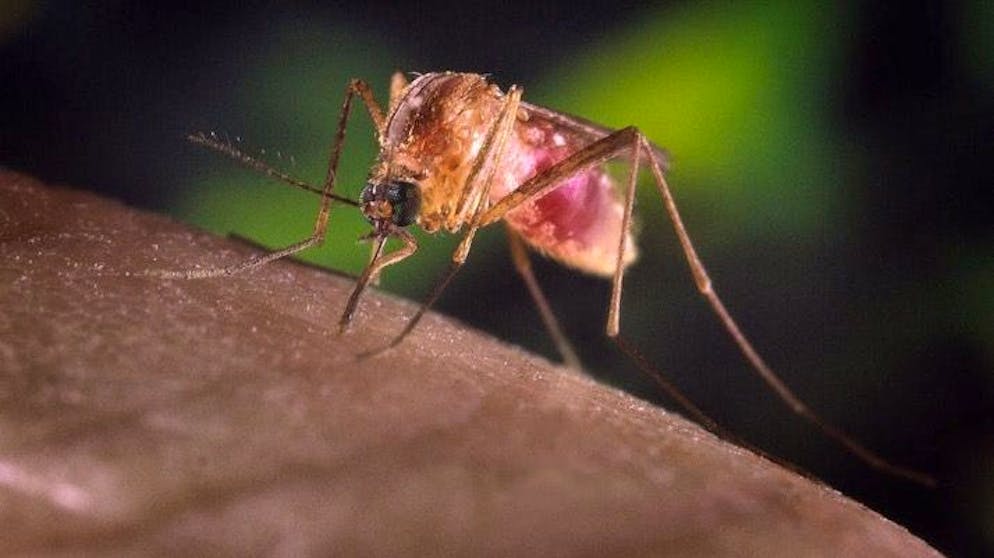 Proteggersi dalle zanzare nei paesi tropicali