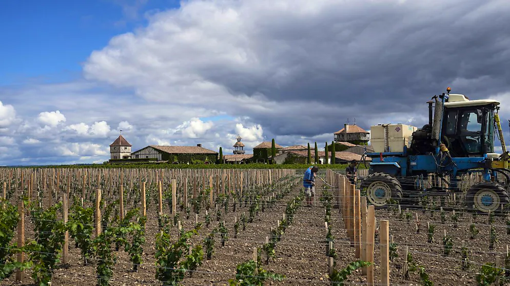 Quelque 8500 coureurs, la plupart déguisés, ont participé à la course qui traverse les vignes des grandes appellations viticoles de la rive gauche du Bordelais (image d'illustration).