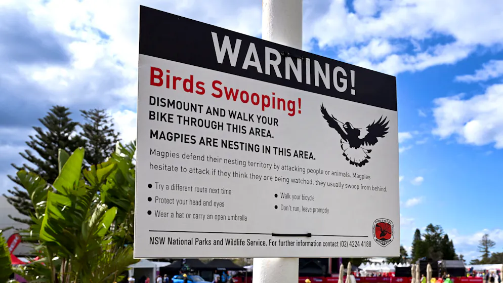 Hitchcock à Wollongong. Les champions cyclistes menacés par des oiseaux