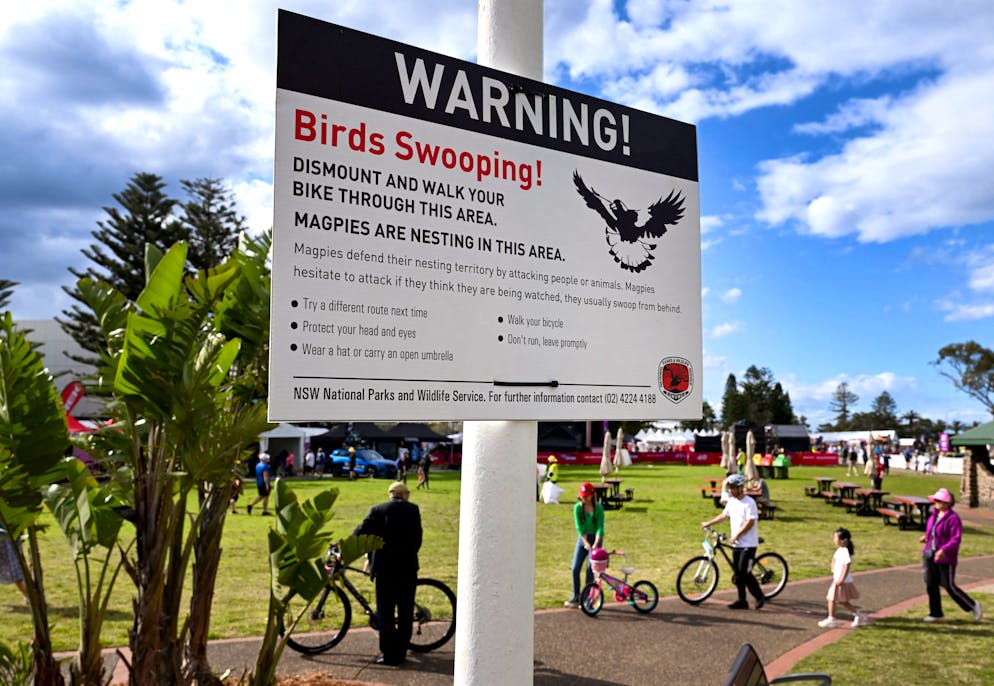Un panneau met en garde contre les oiseaux à Wollongong.