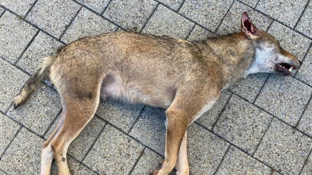 Un loup a été écrasé dimanche matin dans le canton d'Obwald.