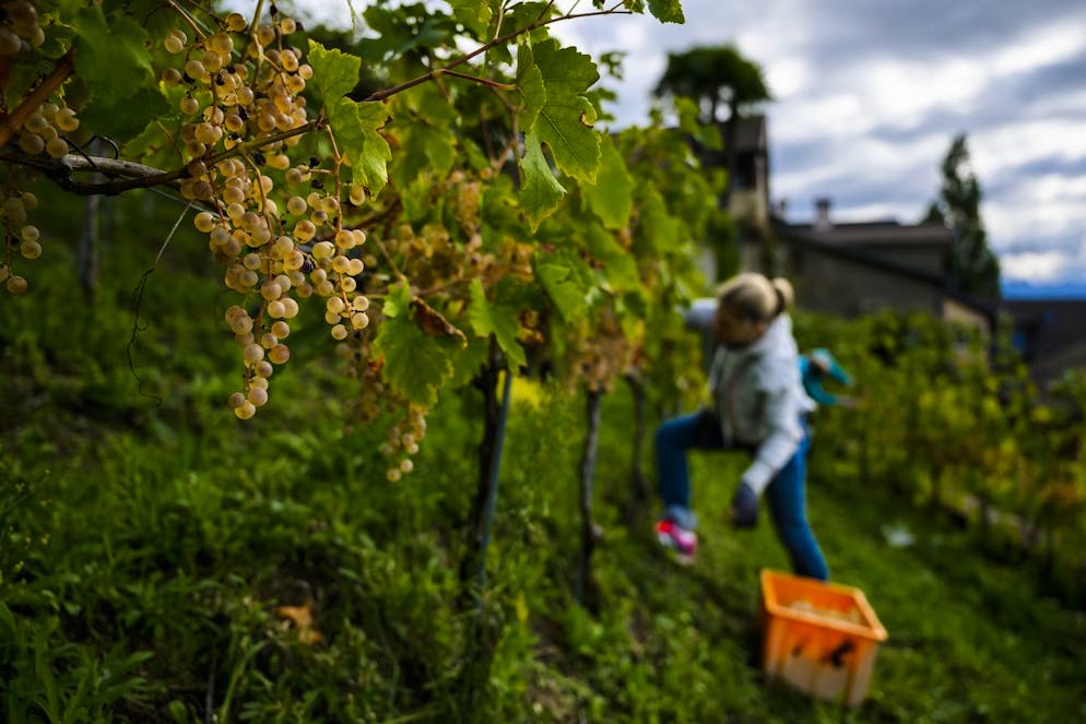 Des bénévoles du village vaudois de St-Saphorin aident le Syndic Gérald Vallélian pour récolter le raisin communal lors des vendanges dans les vignes en terrasses du Lavaux au bord du lac Leman le samedi 17 septembre 2022. (KEYSTONE/Jean-Christophe Bott)