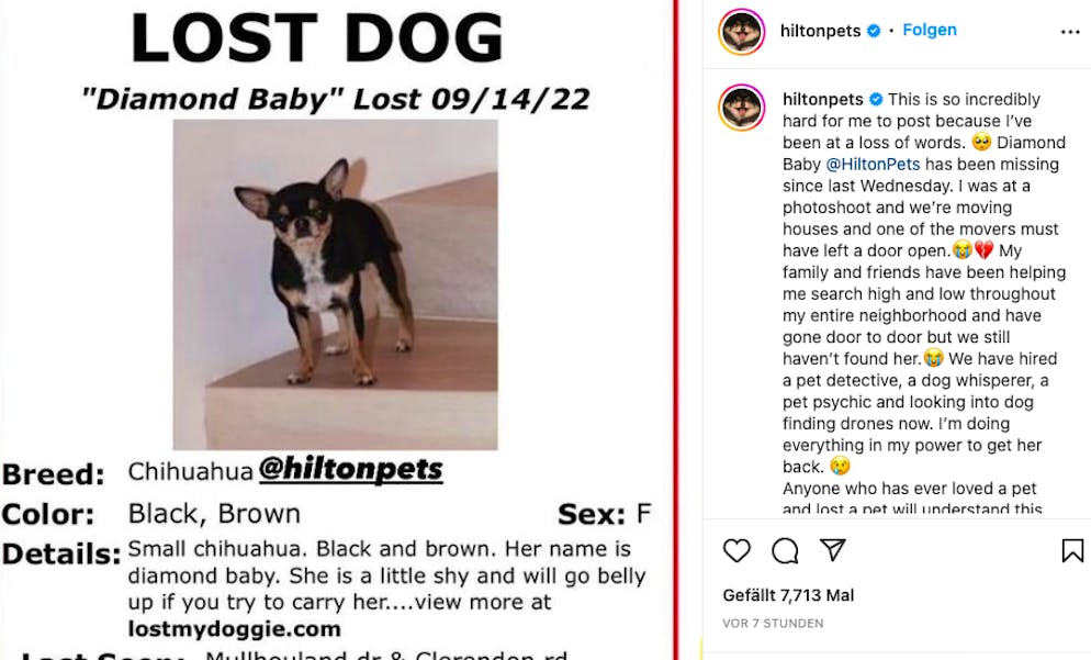 Hotelerbin Paris Hilton vermisst Chihuahua Diamond Baby. Auch per Inserat wird das scheue Hündchen Baby Diamond gesucht.