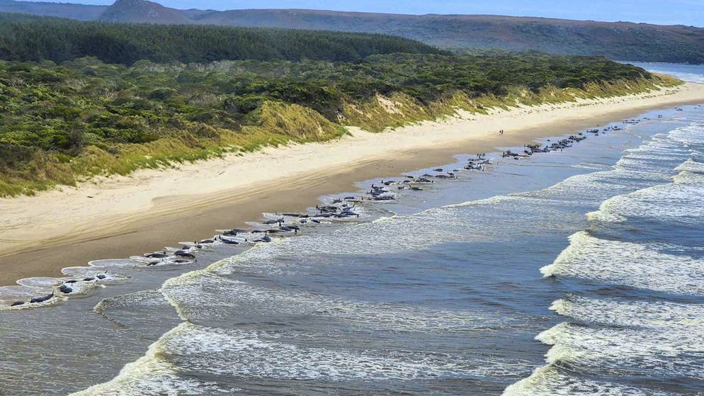 Mehr als 200 Wale sind an der Macquarie-Bucht im Westen von Tasmanien gestrandet.