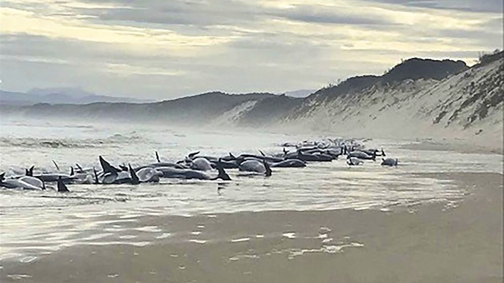 Die Umweltbehörde teilte mit, dass sich Unbefugte den Tieren nicht nähern dürfen. 