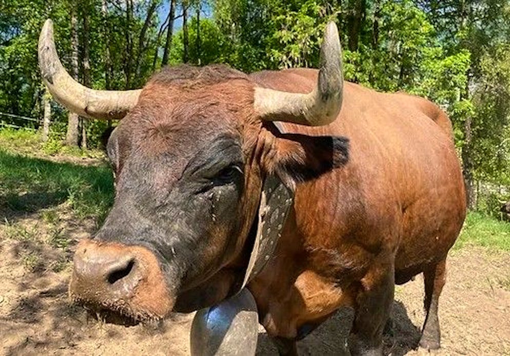 Patrice Nuttin a choisi de parrainer Panama, une vache d'Hérens tirant sur le roux et pas toute jeune, «car on a tendance à oublier les animaux qui prennent de l'âge», déclare-t-il.