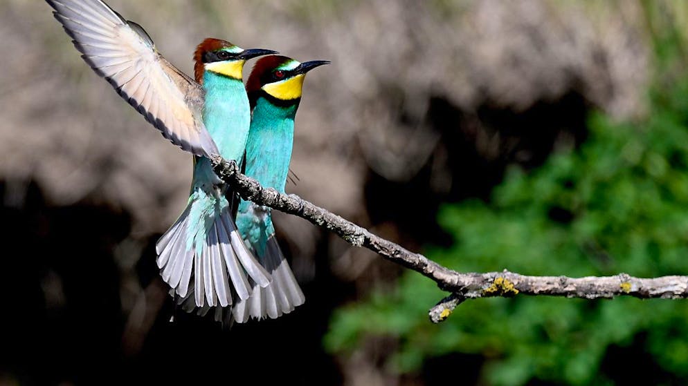 Une espèce d'oiseau sur huit est menacée d'extinction (image symbolique).