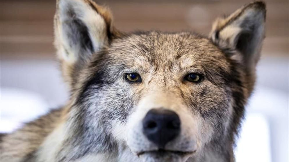 Bergbauer zu gelockertem Wolfsschutz. «Inzwischen ist das Problem auch bei den Städtern angekommen»