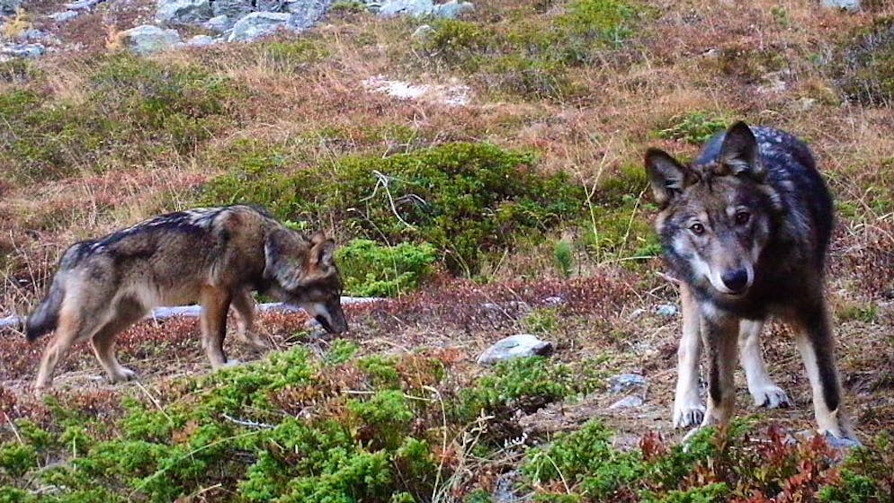 Start-up Synature wants to simplify the monitoring of wolves.