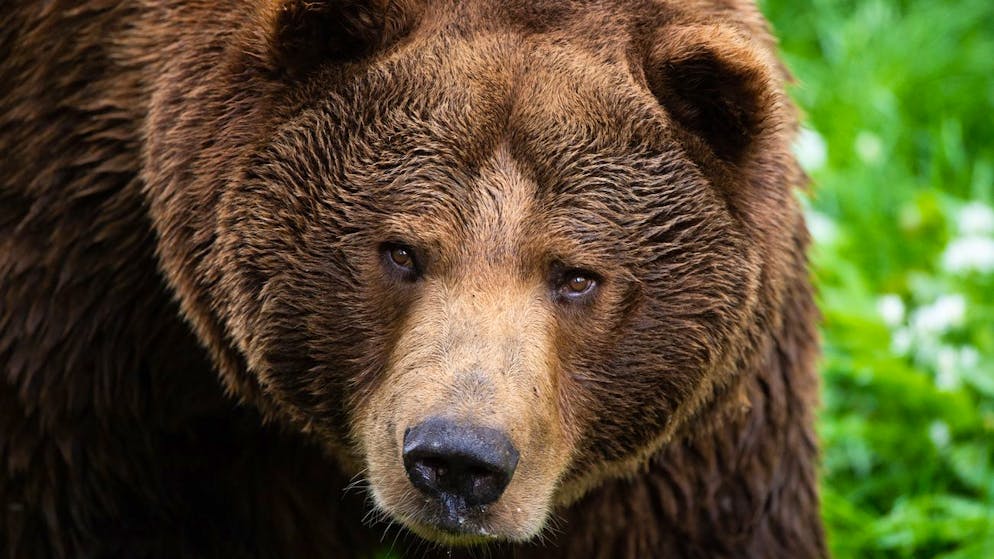 «Wahnsinnig fett». Alaska krönt bei der «Fat Bear»-Wahl den dicksten Braunbären