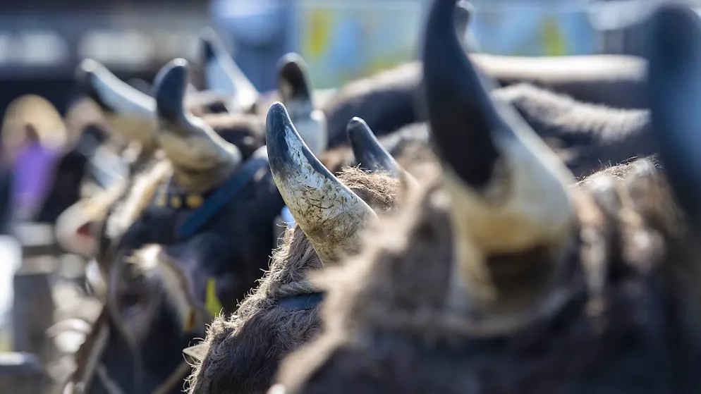 Nel 2021 il reddito per azienda agricola in Svizzera si è situato in media a 80'700 franchi all'anno (+1,9% rispetto al 2020). Il reddito per unità di manodopera familiare a tempo pieno è risultato di 59'800 franchi (+2,0%).