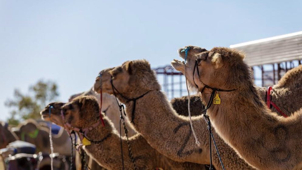 Camels Before The 2022 Baulia Camel Race.  Camels Have Been Brought Down From India, Afghanistan And The Arabian Peninsula Since The 1840S.