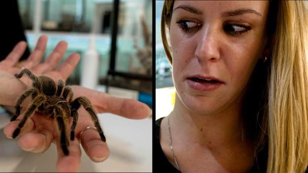 Arachnophobie. «Ich setze dir die Spinne auf die Schulter» – «oh Gott, oh Gott!»