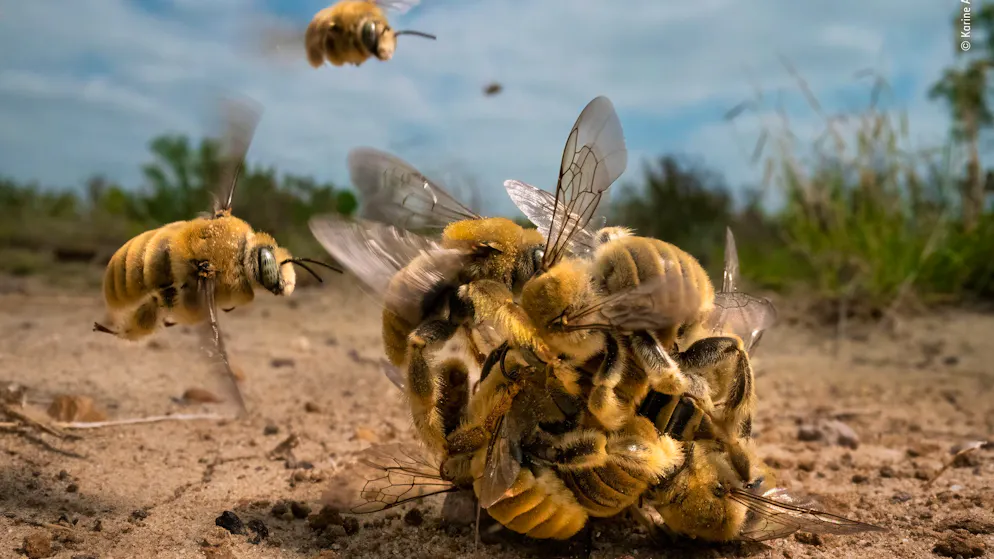 Tierfotos des Jahres. An den Bienen im Paarungsrausch kommt niemand vorbei