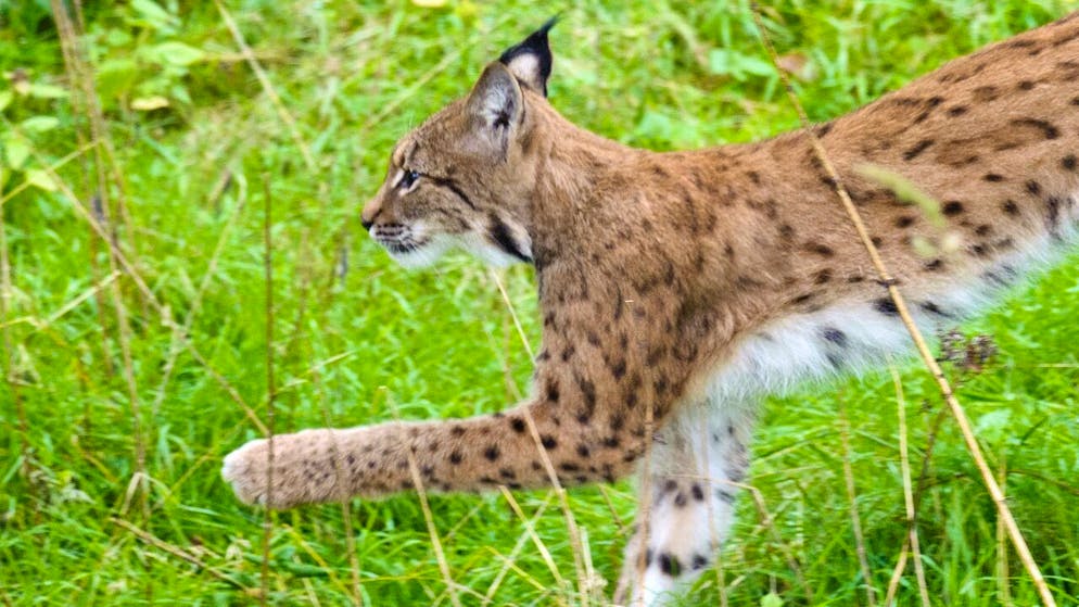 Matylde 19 Ans A Du Feu Dans Les Jambes Chasse. Doubs: un lynx abattu, cas de braconnage avéré.