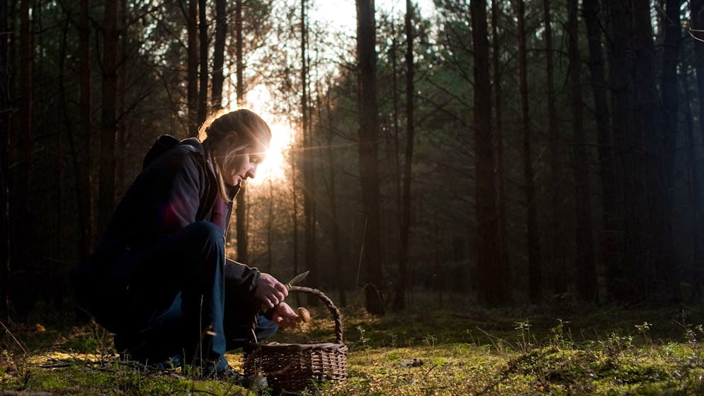 Ratgeber. Was beim Pilzesammeln wichtig ist