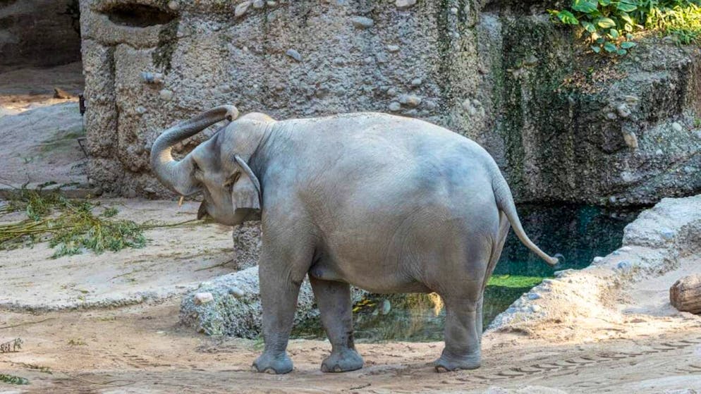 Zoo di Zurigo. L'elefantessa Fahra è incinta dopo la morte di tre suoi elefantini
