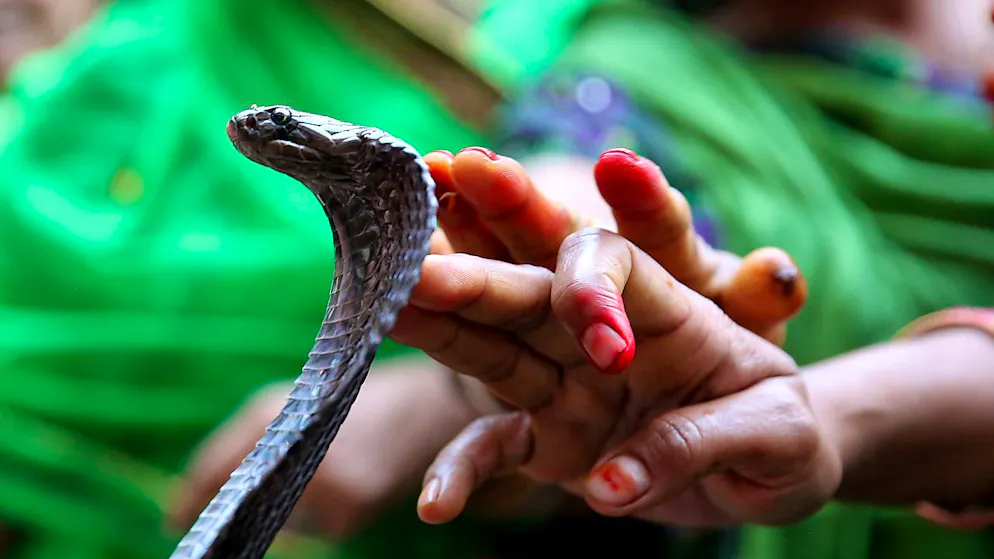 Les antivenins actuels ne fonctionnent que pour un ou quelques-uns des 600 serpents venimeux recensés (illustration).