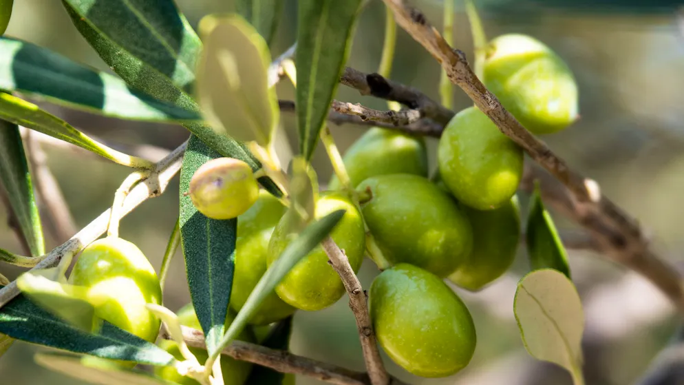 Climate change is changing agriculture. Will there soon be olive groves in Switzerland?