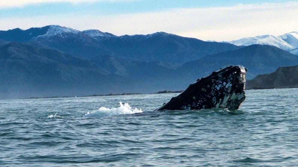 Studie. Wale nehmen über 40 Kilogramm Mikroplastik auf — pro Tag