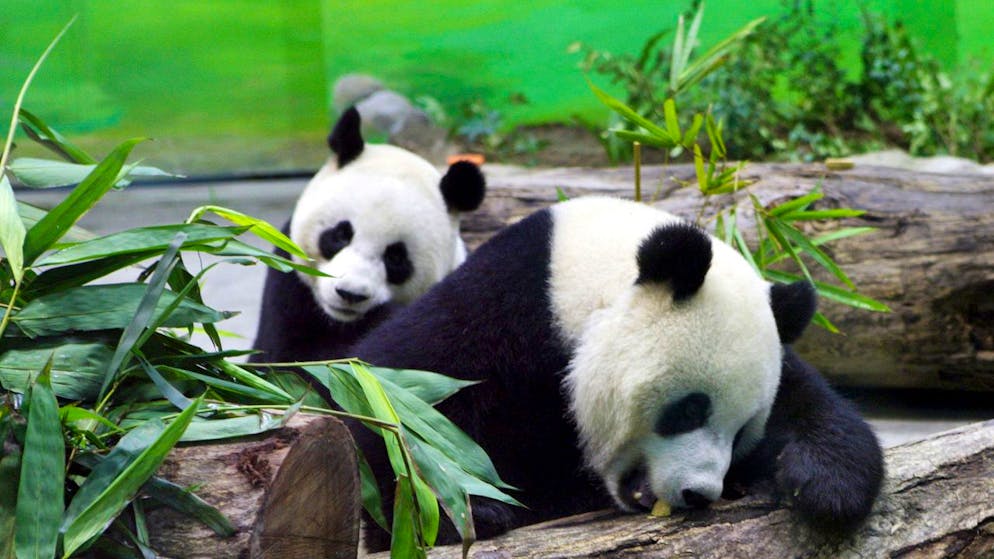Cina-Taiwan. Morto a Taipei Tuan Tuan, il panda gigante donato da Pechino.