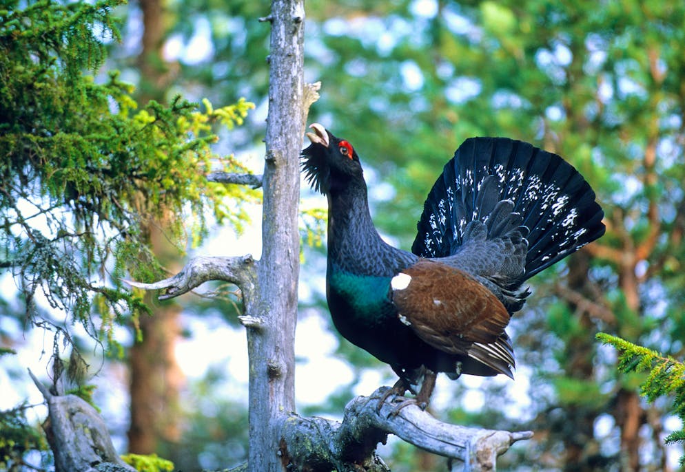 The capercaillie seems to have disappeared in the canton of Neuchâtel, laments the director of the Botanical Garden of Neuchâtel, Blaise Mulhauser, in Arcinfo. (illustrative picture)