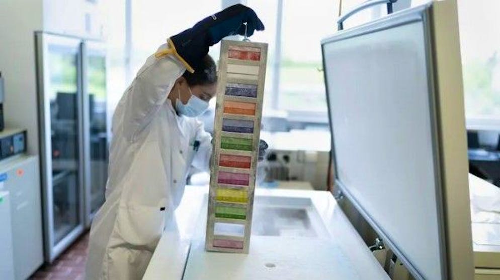 In un laboratorio del Dipartimento di microbiologia ambientale di Eawag a Dübendorf, un dipendente colloca campioni di acque reflue lavorate in un congelatore per la rilevazione di Covid.