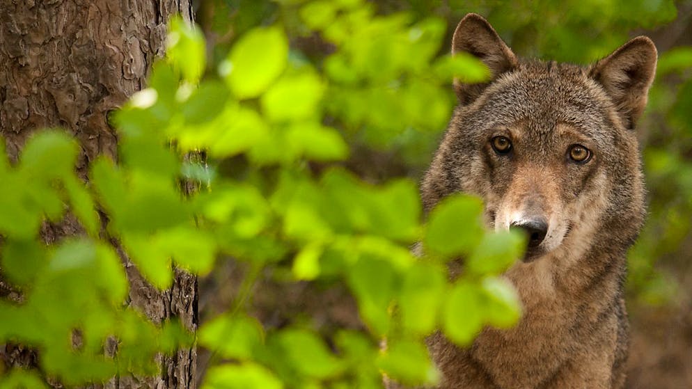 L'Etat de Vaud dresse la liste des bonnes pratiques lors d'une rencontre avec un loup (photo d'illustration).