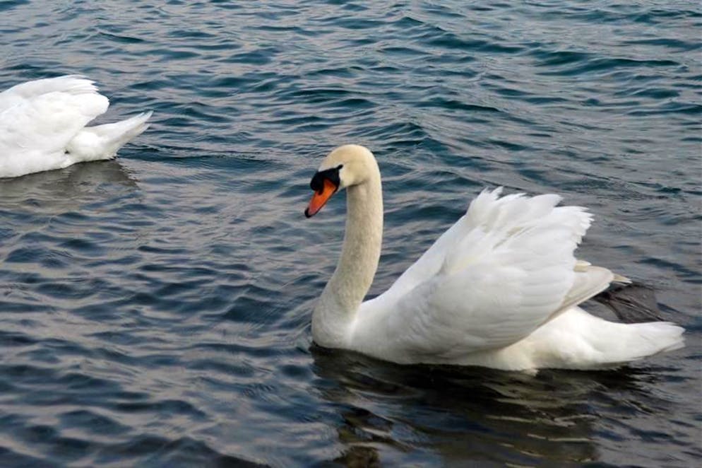 Un animale malato è stato trovato a Locarno
