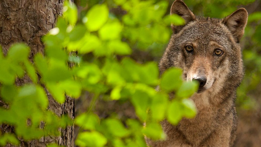 Specie «rigorosamente protetta»: Lupo, la Convenzione di Berna