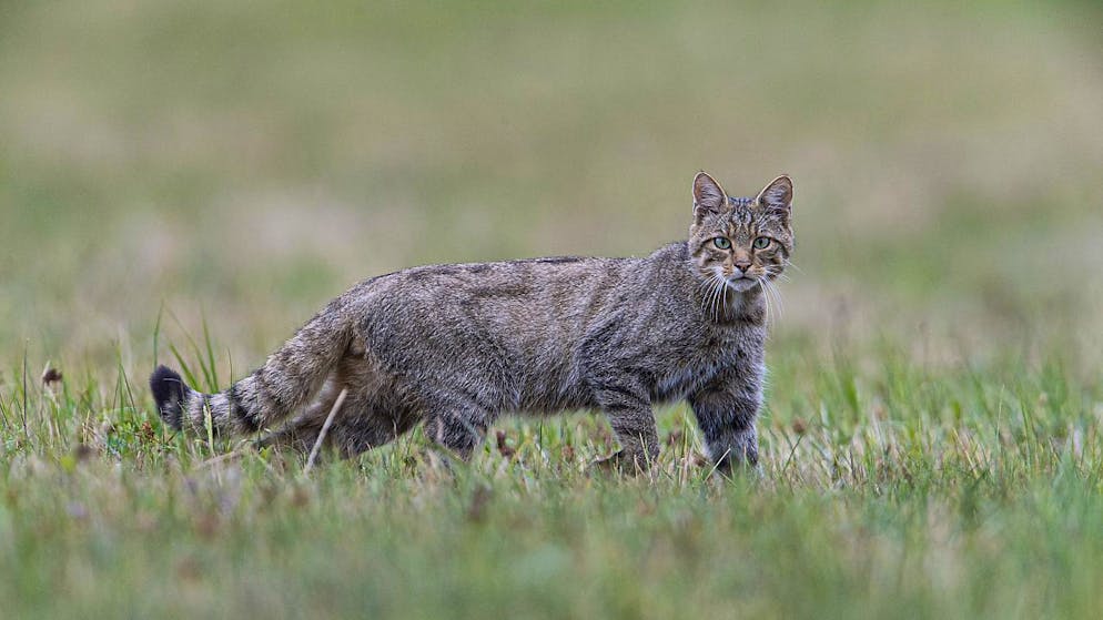 Le chat sauvage, ou chat forestier, figure parmi les espèces menacées d'extinction en Suisse.
