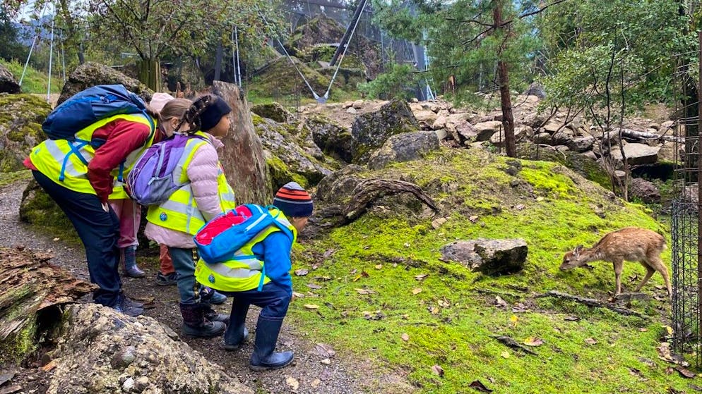 Fast jeden Tag Schulreise: Der Kindergarten in Lauerz wird in den Tierpark Goldau verlegt.