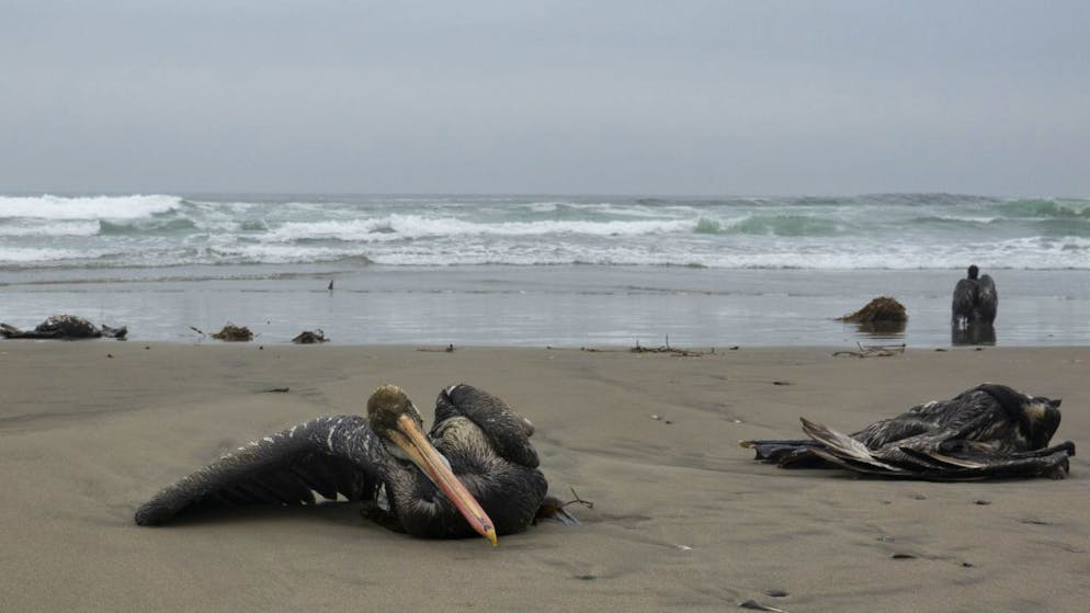 Des dizaines de pélicans ont été retrouvés morts sur les rivages des plages de San Pedro, Punta Hermosa et San Bartolo entre lundi et mardi.