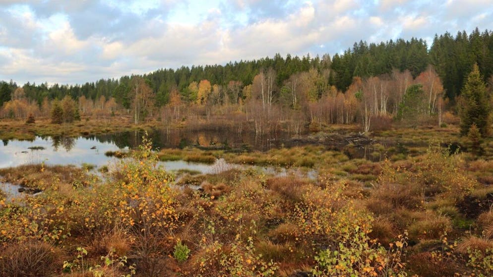 In dreijähriger Bauzeit wurden rund 10 Hektaren des Torfmoores "La Chaux" bei Tramelan renaturiert.