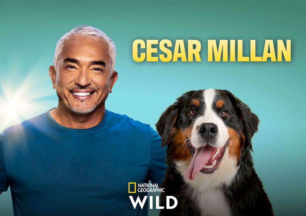 Le célèbre éducateur canin revient sur la chaine National Geographic pour aider les propriétaires de chiens aux comportements agressifs.