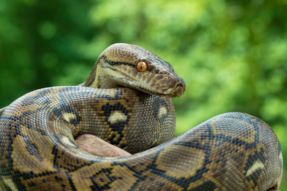 Un python de trois mètres de long a mordu un jeune Australien (photo d'illustration).