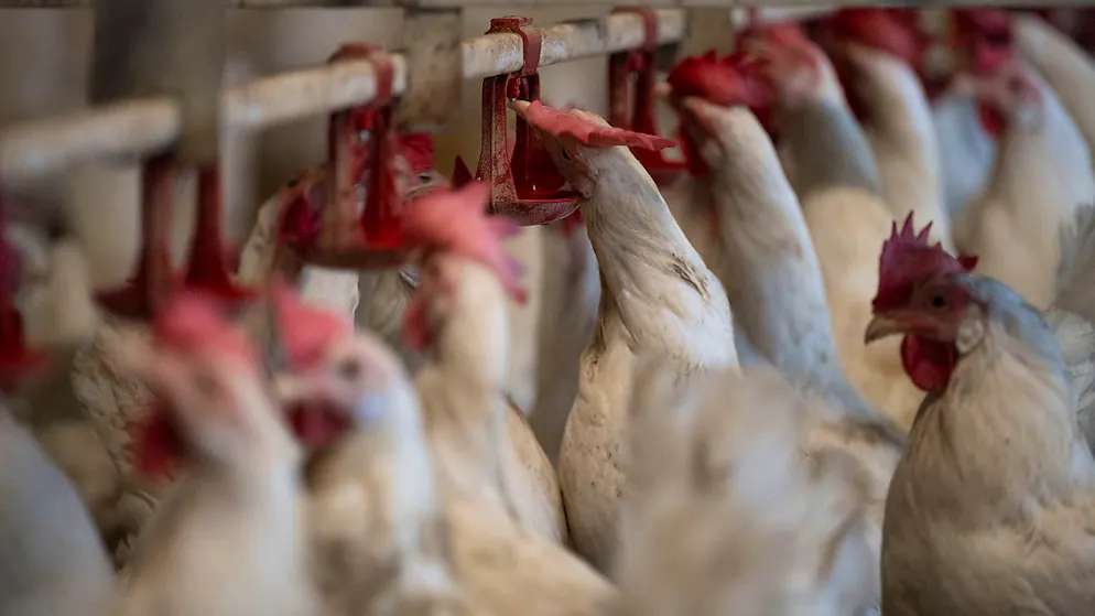 La personne, dont le sexe n'a pas été précisé, a été infectée dans une ferme, où elle a été en contact de manière «proche et prolongée avec un grand nombre d'oiseaux infectés» (image symbolique).