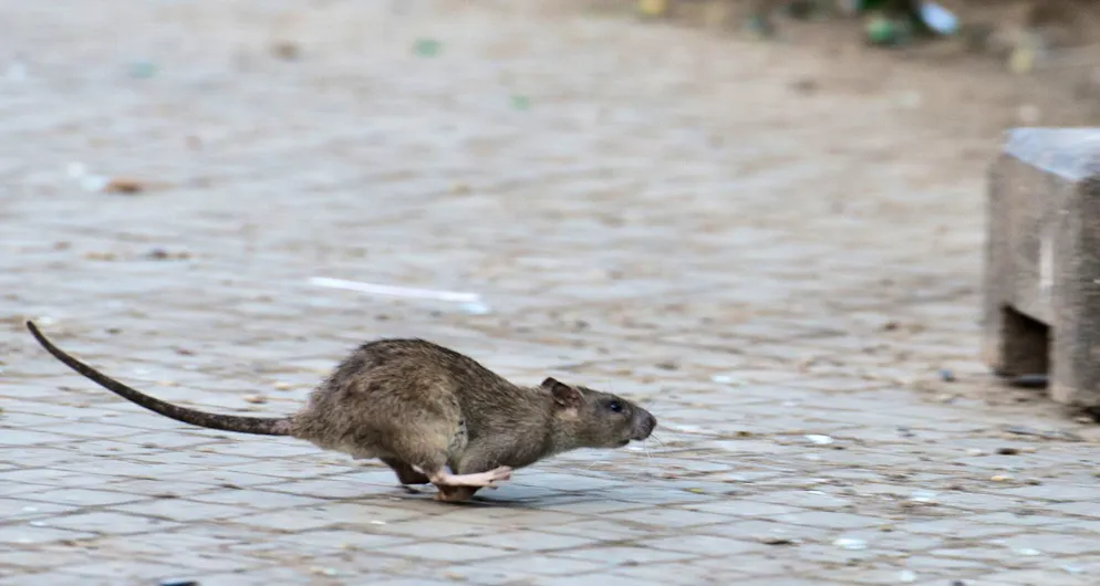 Eine Ratte flitzt durch die Strassen von New York – wie Millionen weitere Kolleg*innen.