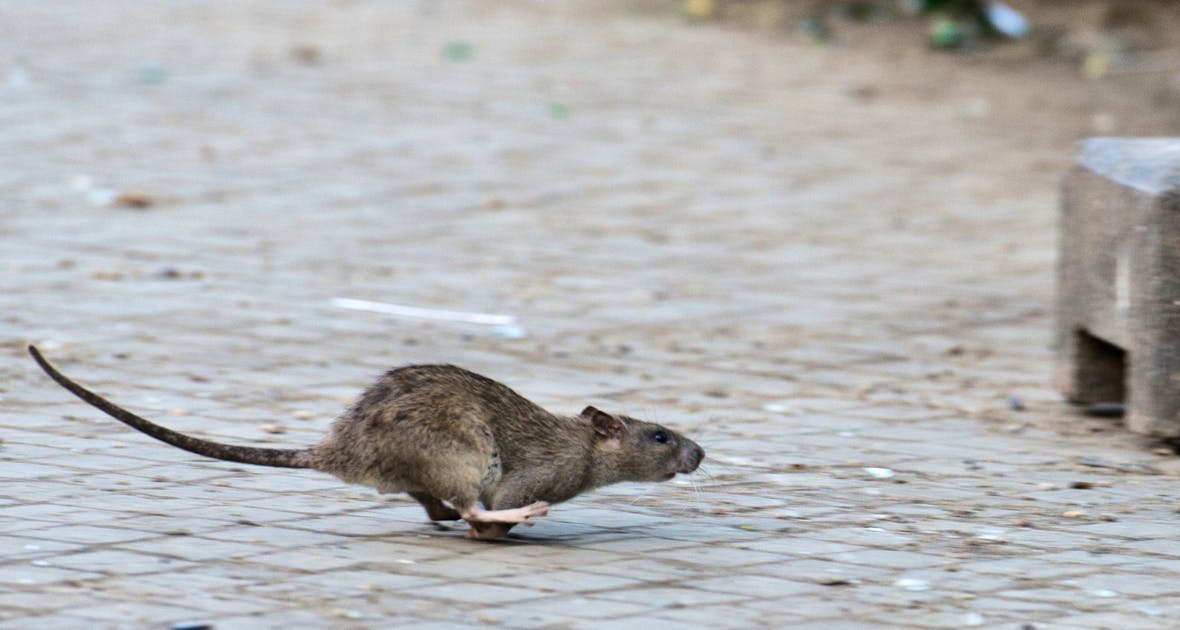 Rat Tourists: Exploring New York’s Unusual Attraction