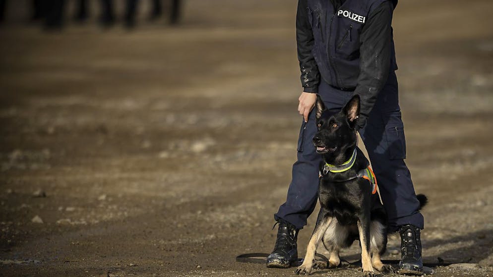 Grazie al fiuto di un cane antidroga la polizia cantonale di Zurigo ha trovato circa 10 chilogrammi di cocaina in un'auto (foto d'archivio)
