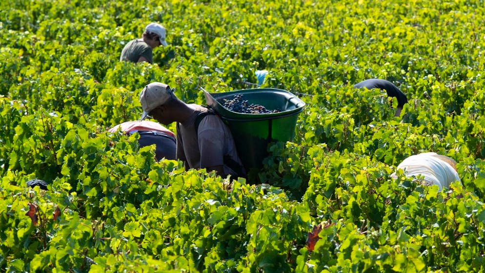 Le Bordelais est le plus grand vignoble AOC de France, avec ses 110'000 hectares cultivés, dont 85% en rouge (archives).