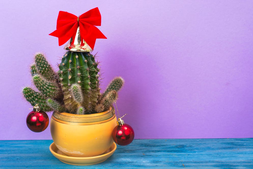 Tipps um nachhaltig Weihnachten zu feiern. Wer sagt denn, dass Weihnachtskugeln an einen Tannenbaum gehören? 