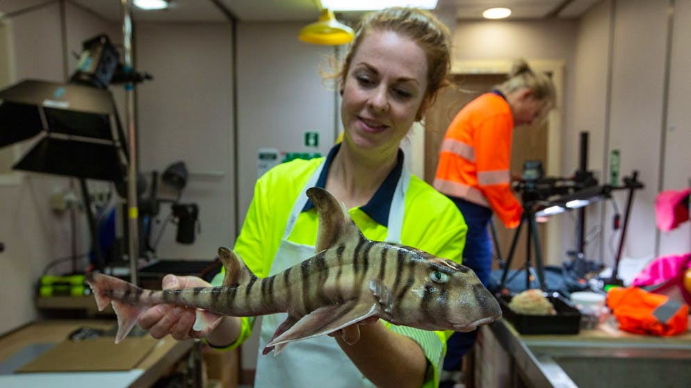 CSIRO-Mitarbeiterin Helen O’Neill hält den gestreiften Hornhai in ihren Händen.